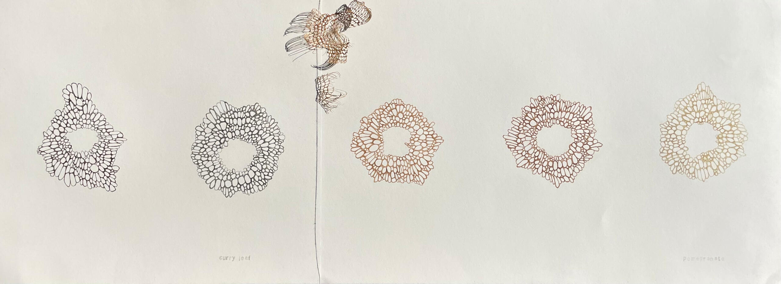 Ink of mulberry, lemon verbena, rose hip, pomegranate, curry leaf, plant skeletons found in a street gutter in winter, 2025 Ink of mulberry, lemon verbena, rose hip, pomegranate, curry leaf, plant skeletons found in a street gutter in winter, 2025